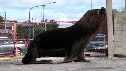 أسود البحر تستغل حبس الناس في الأرجنتين لتأخذ حريتها في الشوارع