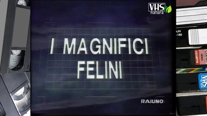 Il mondo di Quark - serie CARNIVORI - I MAGNIFICI FELINI