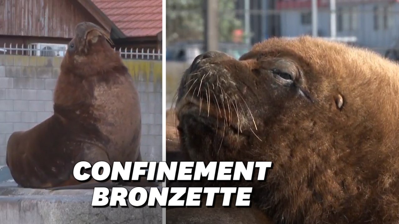 Avec le coronavirus, ces otaries sont chez elles dans cette station balnéaire