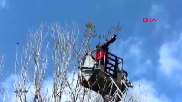 VAN Ağaçta kanadı ipe dolanan karga kurtarıldı