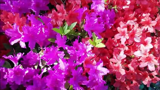 O Anjo da Guarda é um poderoso protetor. Reze e mantenha um relacionamento fervoroso