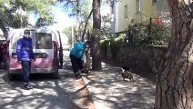 Ayvalık’ta sokak hayvanlarına belediye ve hayvan sever şefkati