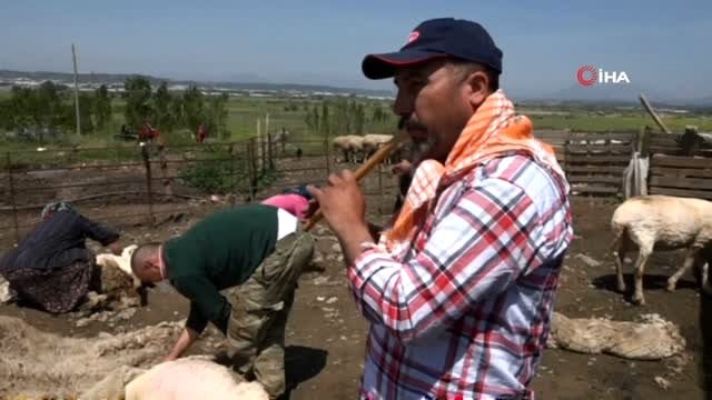 Kaval eşliğinde koyunlarını kırktılar