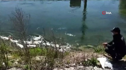 Çark deresinde yüzen ördekleri görevli çevik kuvvet polisi besledi