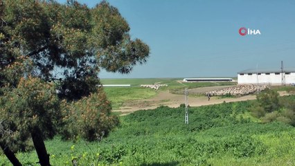 Koyunların yaz bakımı başladı