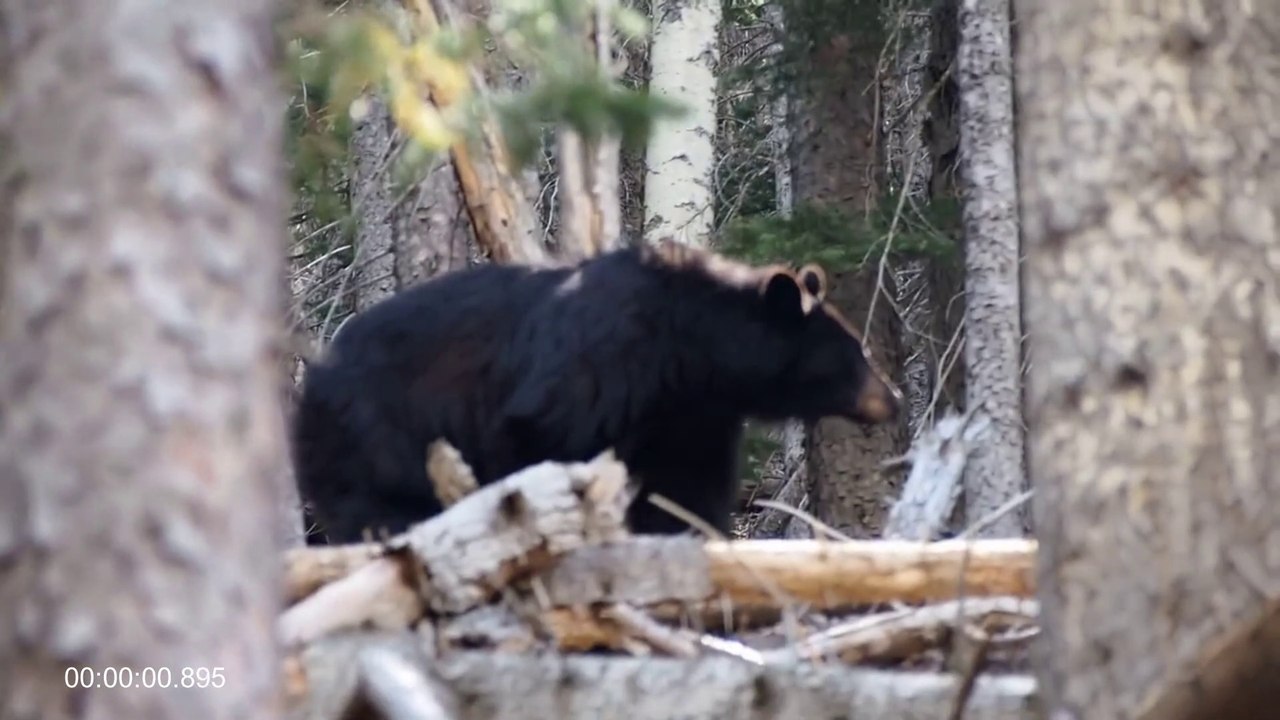 Top 10 Bear in the Jungle