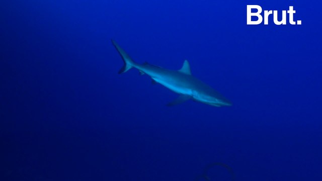 New Caledonia: diving in the world's last pristine reefs
