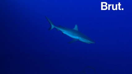 New Caledonia: diving in the world's last pristine reefs