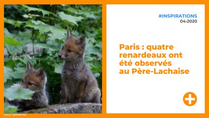 Paris : quatre renardeaux ont été observés au Père-Lachaise