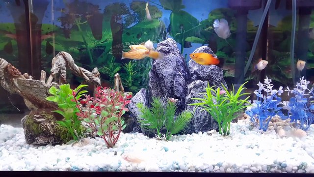 AQUARIUM CLEANING FISH TANK WATER CHANGE