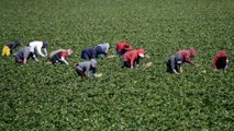 Coronavirus and farming: California farmworkers at high risk