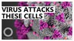 These are the cells most vulnerable to the coronavirus