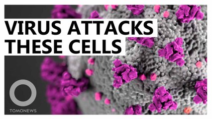 These are the cells most vulnerable to the coronavirus