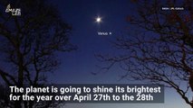 Tonight, Venus Shines the Brightest It’ll Be All Year