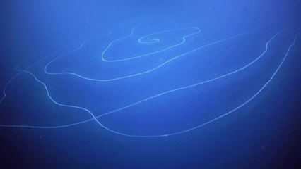 Scientists discover what may be the longest animal on Earth in waters off Western Australia