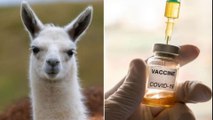 Scientists discover blood from llamas could hold key to coronavirus vaccine