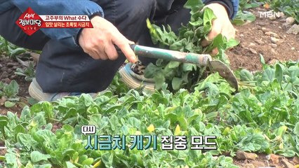 입맛 살리는 초록빛 시금치!
