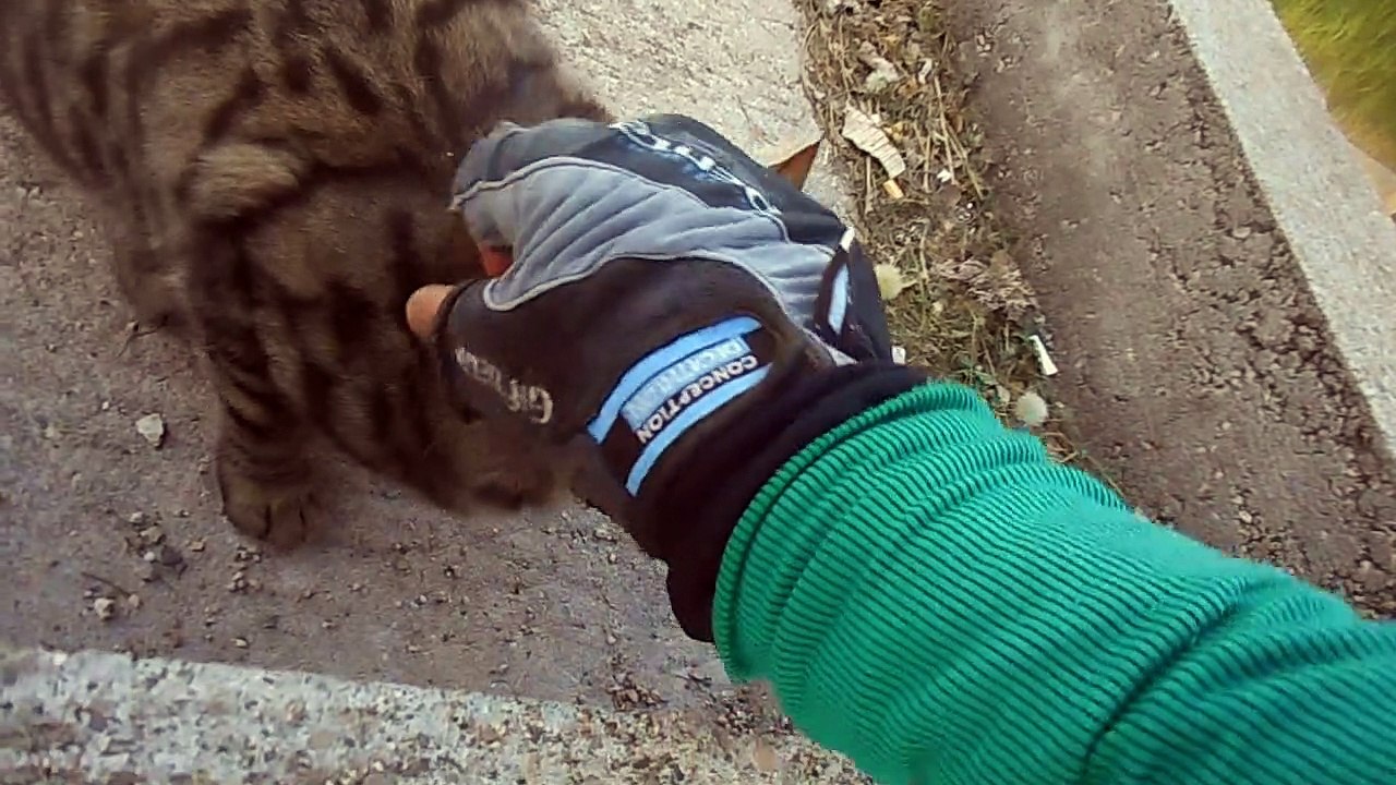 Petit déjeuner au petit matin avec un jeune chat (abandonné?)