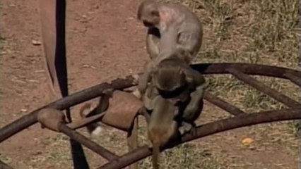 Un fármaco antiviral está funcionando contra el coronavirus