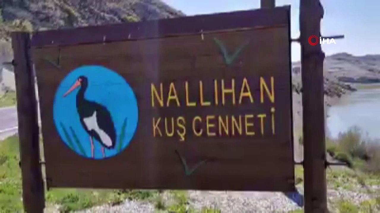 Nallıhan Kuş Cenneti'ne göçmen kuşlar gelmeye başladı