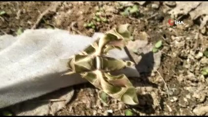 Yüksekova'da askeri kamuflaj desenli 'Mekik Kelebeği' bulundu