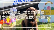 petmao_nownews-copy3-20200420-14:34