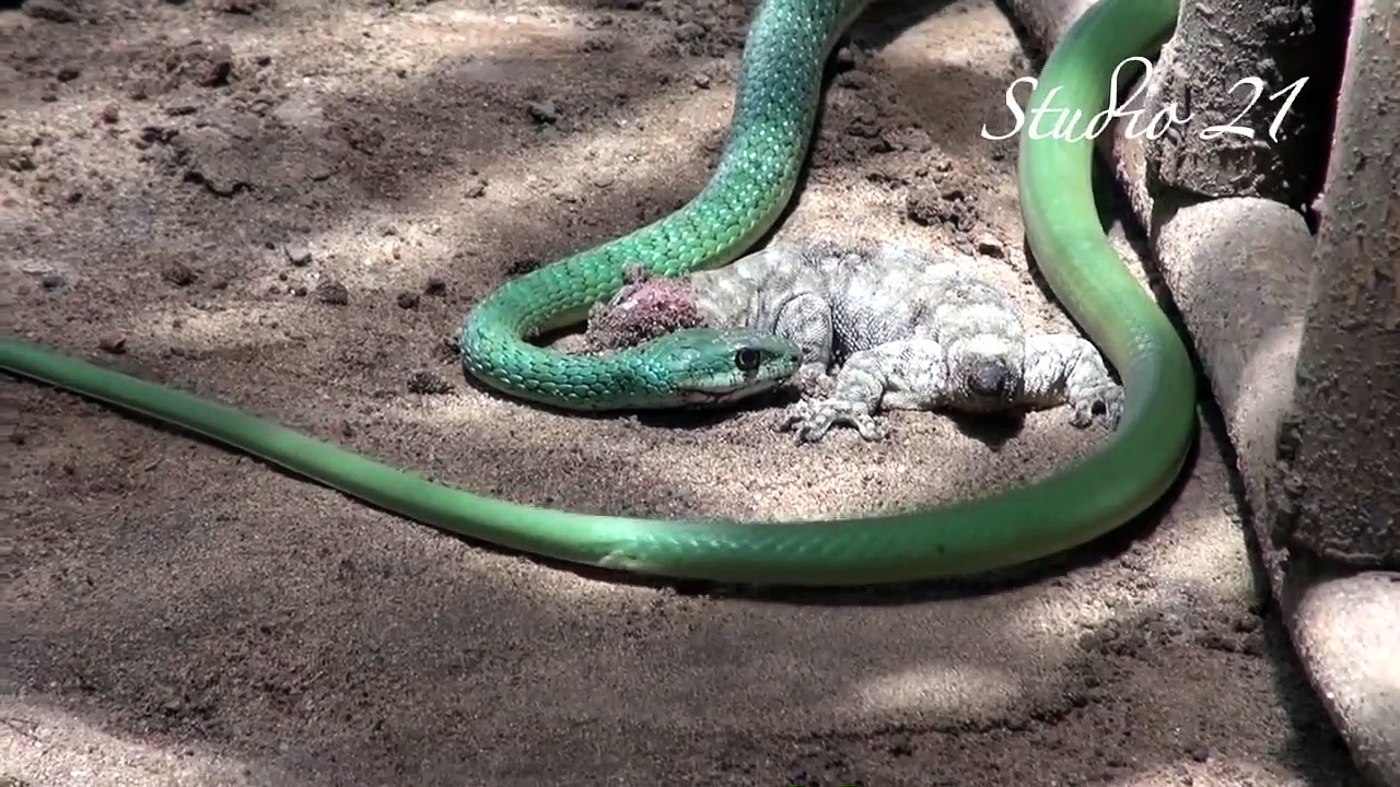 Western Natal Green snake fights huge Wahlberg’s Velvet Gecko