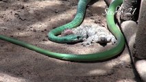 Western Natal Green snake fights huge Wahlberg's Velvet Gecko