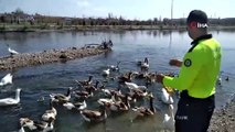 Kızılırmak nehrinde aç kalan kazları polis ekipleri besledi