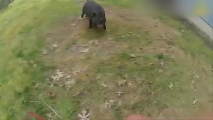 Tres policías y 45 minutos para atrapar un cerdo en EEUU
