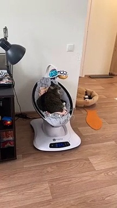 Relaxed Kitty Sleeps in Baby Rocker