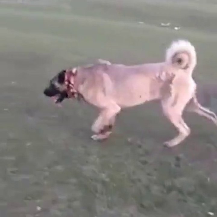 SiVAS KANGAL KOPEGi ile YURUYUS - KANGAL DOG with WALK