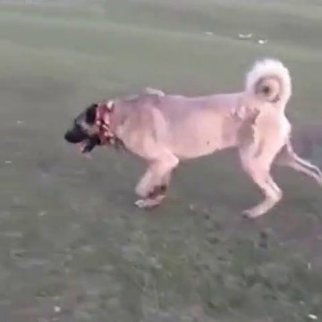 SiVAS KANGAL KOPEGi ile YURUYUS - KANGAL DOG with WALK