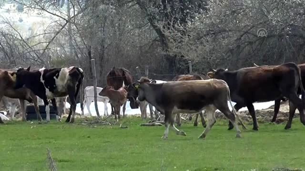 Buzağılar "ilk kez" çıkarıldıkları otlaklarda etrafa neşe saçıyor - KONYA