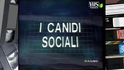 Il mondo di Quark - serie CARNIVORI - I CANIDI SOCIALI