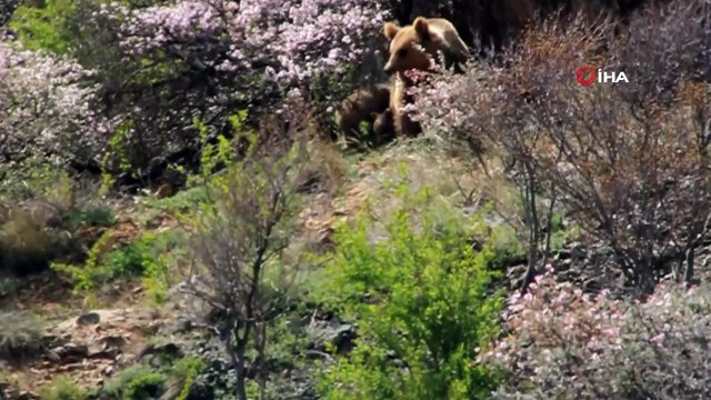 Yiyecek arayan 'Ayı ailesi' böyle görüntülendi