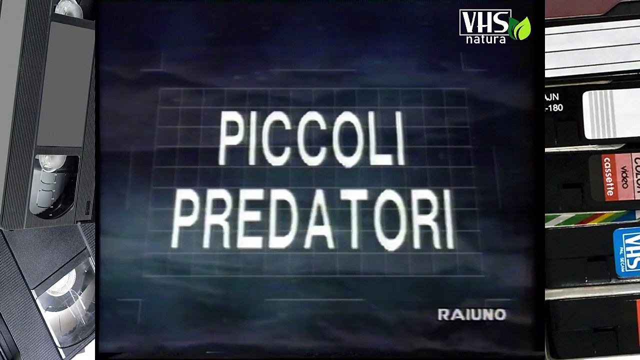 Il mondo di Quark - serie CARNIVORI - PICCOLI PREDATORI