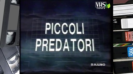 Il mondo di Quark - serie CARNIVORI - PICCOLI PREDATORI