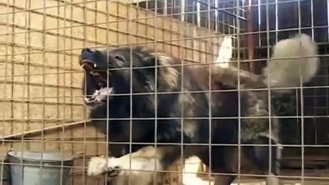 ADAMCI KAFKAS COBAN KOPEGi ASLAN GiBi KUKRUYOR - VERY ANGRY CAUCASiAN SHEPHERD DOG