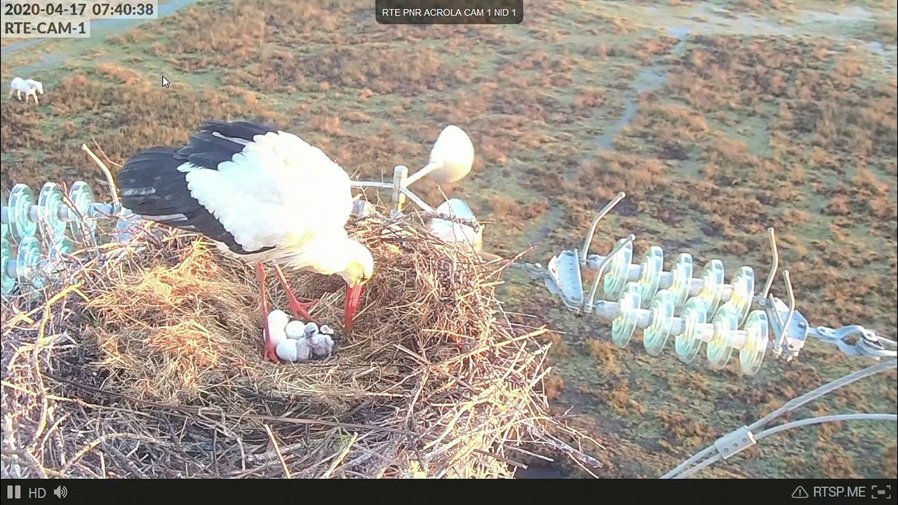 Objectif cigogne 2020 - 3 premières naissances