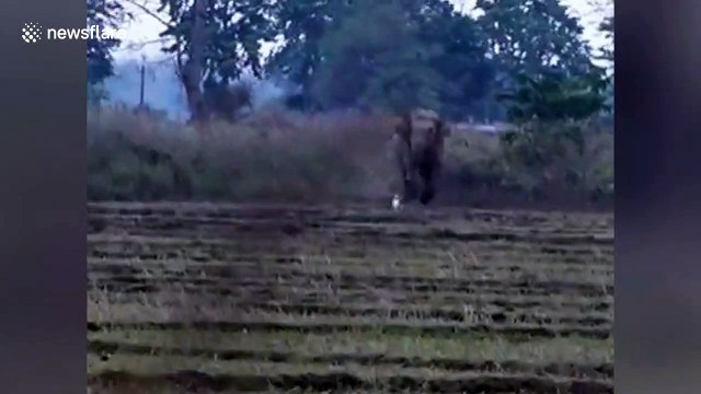 Small dog confronts and chases away herd of elephants trying to enter farmland in India