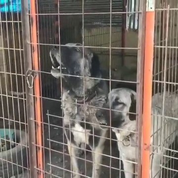 KANGAL, COBAN KOPEGi CİFTLiGiNDEN KOPEK SESLERi - KANGAL and SHEPHERD DOG in FARM DOG SOUNDS