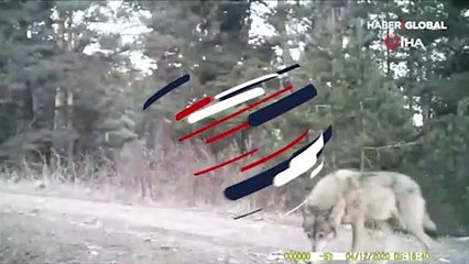 Ormanın yalnız kurdu fotokapanla görüntülendi