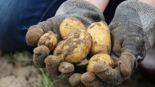 En plein confinement, il se fait livrer 30 tonnes de pommes de terre pour ne pas en manquer