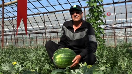 Yeni sezon karpuzlar kilogramı 5 liradan kamyonlara yüklenmeye başladı