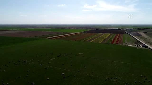 Gökkuşağını andıran lale tarlasında Evde kal mesajı - KONYA