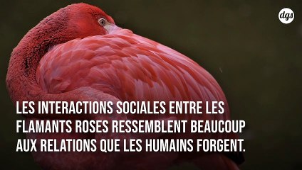 C’est prouvé : les flamants roses tissent des liens solides et des amitiés durables
