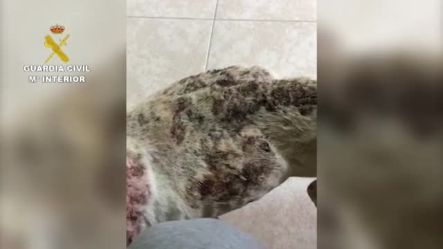 La Guardia Civil realiza varias actuaciones contra el maltrato animal en Tenerife