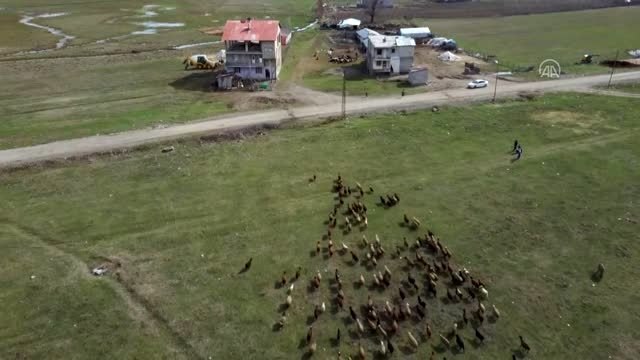 Meralar küçükbaş hayvanlarla şenlendi