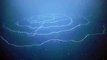 Le siphonophore est l'animal le plus long du monde avec plus de 120 mètres